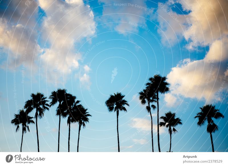 silhouette of palm trees sky clouds summer vacation shadows outdoors travel trip tropical nature island horizon sunset