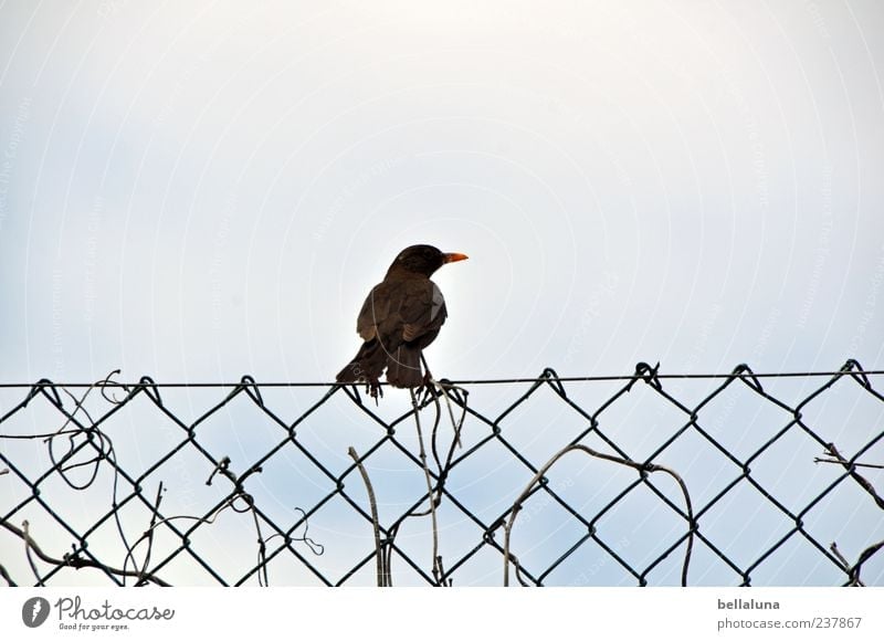 love-hate relationship Environment Nature Sky Cloudless sky Animal Wild animal Bird 1 Sit Blackbird Sing Fence Wire netting Wire netting fence Colour photo