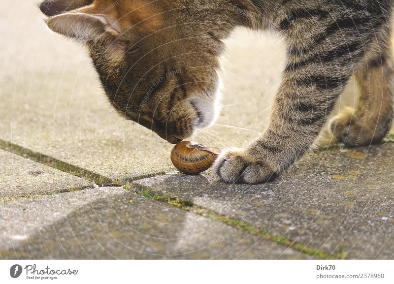 Curiosity and the Cat Nature Sunlight Spring Beautiful weather Moss Garden Terrace Lanes & trails Animal Pet Snail Paw Domestic cat European Shorthair Tabby cat