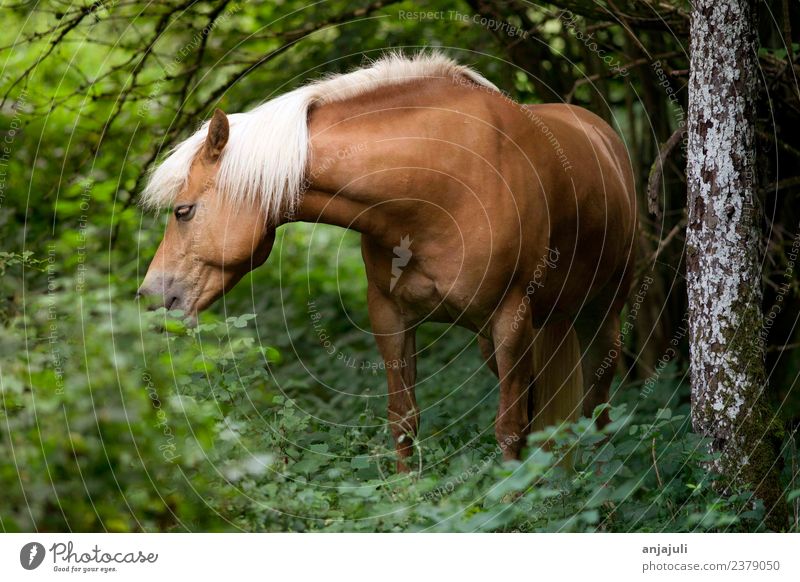 Haflinger horse in the forest eats grass Plant Animal Spring Summer Tree Grass Bushes Foliage plant Meadow Forest Horse Baby animal Glittering Green Mane