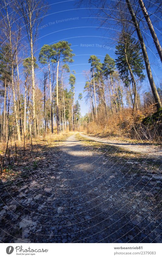 Rural dirt road into the forest Summer Summer vacation Hiking Nature Plant Spring Tree Forest Steigerwald Street Walking Romance Adventure Discover Colour
