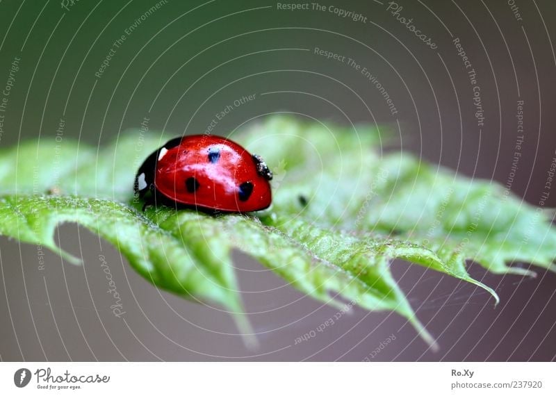 Red high flyer Summer Nature Leaf Foliage plant Animal Beetle Movement To feed Crawl Free Green Life Insect Ladybird Colour photo Multicoloured Close-up