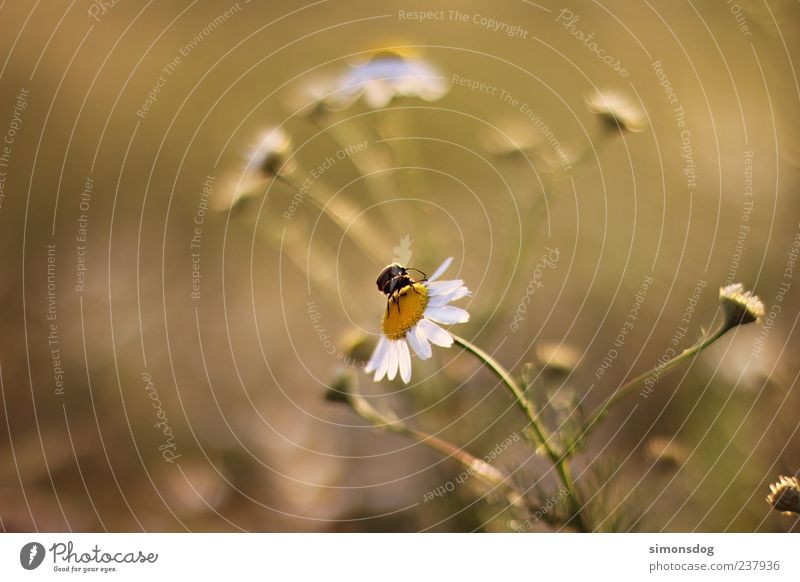 togetherness Nature Plant Animal Beautiful weather Flower Grass Blossom Touch Blossoming Crawl Happy Near Natural Marguerite Well-being Beetle Colour photo