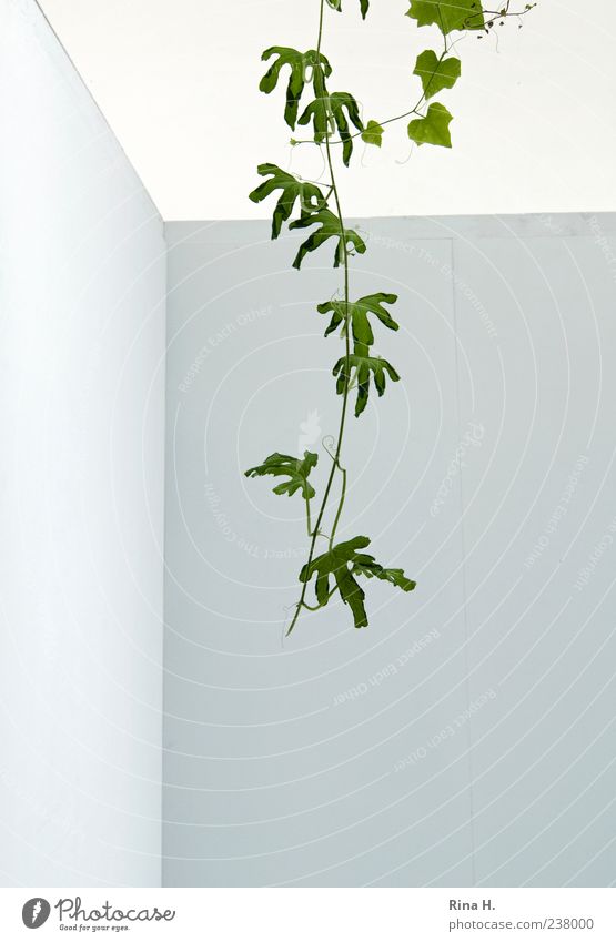 intruder Plant Summer Leaf Foliage plant Wall (barrier) Wall (building) Facade Hang Growth Bright Green White Uniqueness Creeper Tendril Exotic Intrude