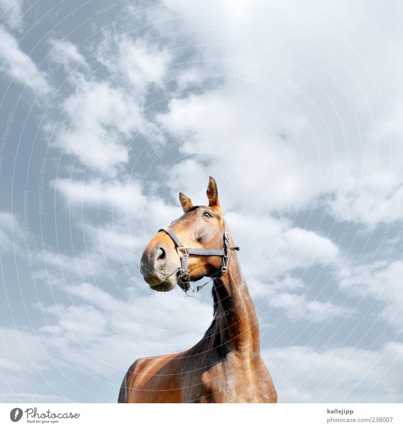horse's perspective Lifestyle Elegant Style Nature Sky Clouds Beautiful weather Animal Farm animal Horse 1 Looking Bridle Ear Watchfulness Pride Power Neck Pelt