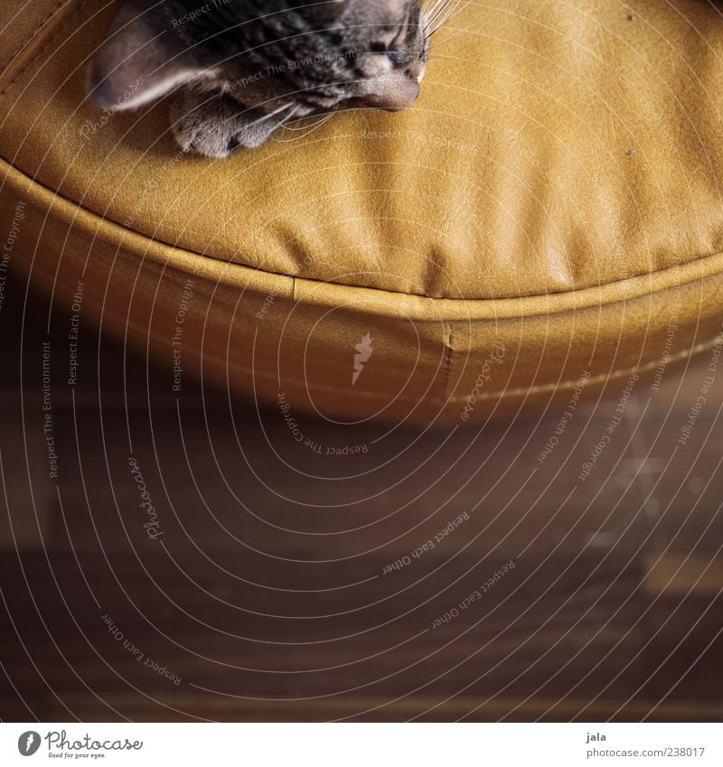 little cat Animal Pet Cat Animal face Lie Sleep Stool Leather Colour photo Interior shot Deserted Copy Space bottom Day Animal portrait Calm Fatigue Relaxation