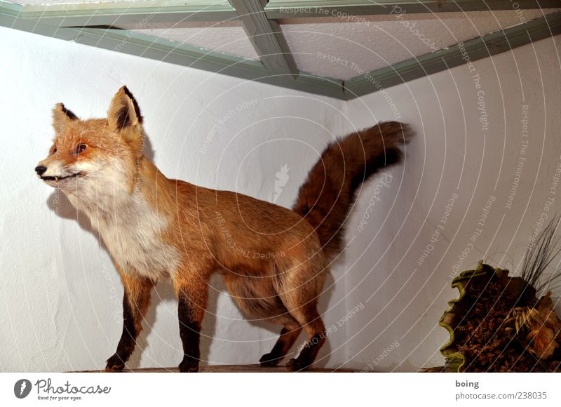 FDPC Fox 1 Animal Decoration Stuffed animal Interior shot Motionless Full-length Deserted