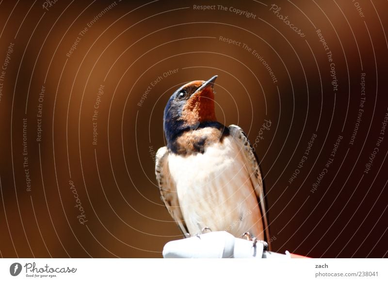 In the lookout Animal Bird Wing Swallow 1 Esthetic Elegant Free Cute Brown Multicoloured Nature Feather Beak Colour photo Deserted Copy Space left