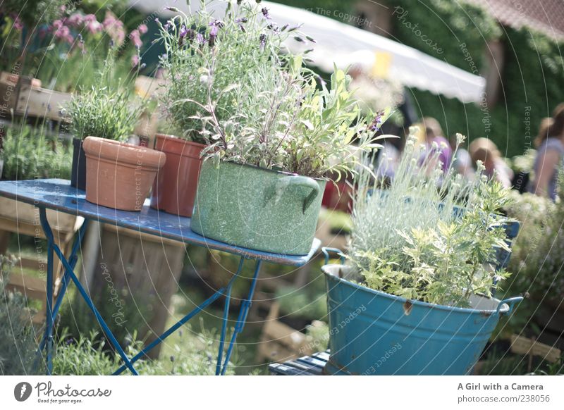 a day at the flower fair Garden Decoration Plant Spring Agricultural crop Wild plant Lavender Herbs and spices Pot Bucket Containers and vessels Flowerpot Table