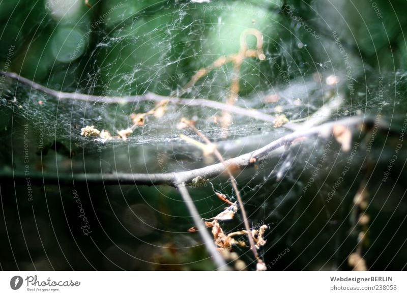 Fairytale spider's web Nature Plant Branch Spider's web Depth of field Green Shriveled Colour photo Exterior shot Close-up Deserted Sunlight