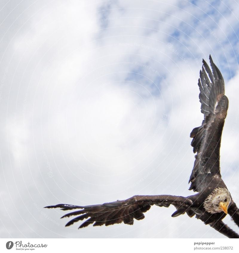 right angle Hunting Summer Nature Sky Clouds Animal Wild animal Bird Animal face Wing 1 Flying Aggression Esthetic Hunter Colour photo Exterior shot Detail Day