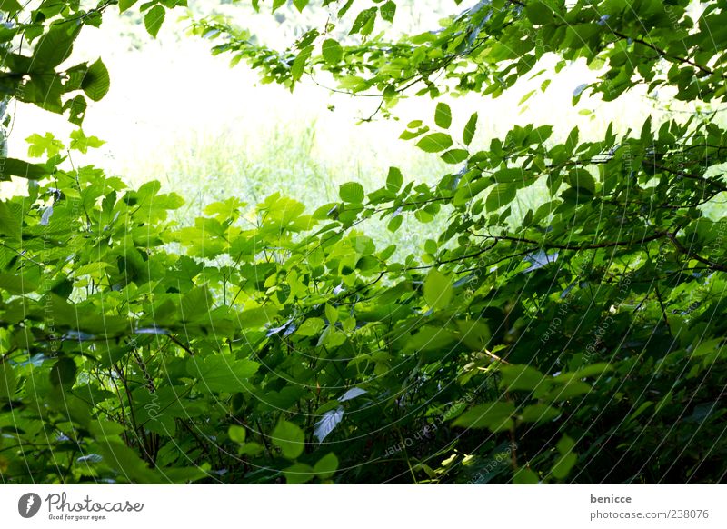 It's green Tree Leaf Summer Spring Green Nature Forest Deserted Empty Many Background picture Light Environment Sunlight