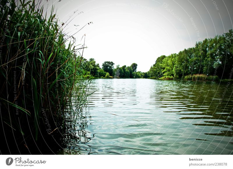 At the lake Lake Common Reed Water Summer Spring Deserted Panorama (View) Panorama (Format) Nature Exterior shot Sky Green Surface of water Reflection River