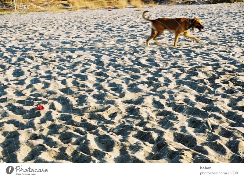 Get the stick. Dog Beach Pelt Ocean Playing Tame Footprint Pet Sand