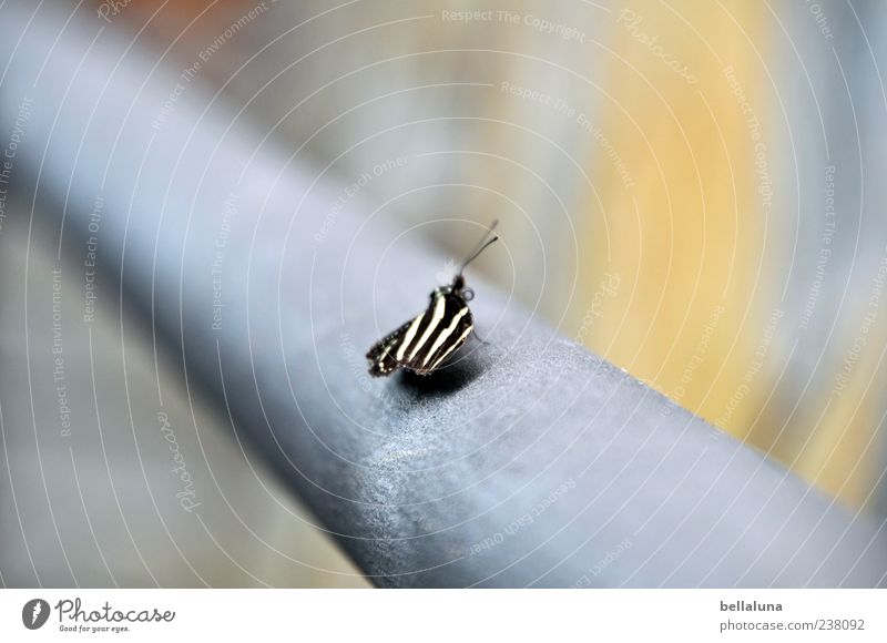 Flying Zebra Nature Animal Wild animal Butterfly Wing 1 Sit Esthetic Exceptional Exotic Fantastic Uniqueness Natural Beautiful Blue Gray Black White Tenerife