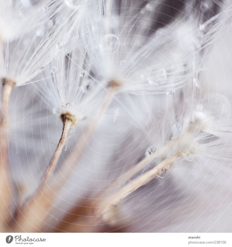 federweisser Nature Plant Soft Dandelion Drops of water Seed Colour photo Close-up Detail Macro (Extreme close-up) Copy Space Delicate Graceful Natural color