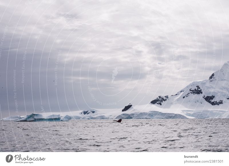 no fish II Nature Landscape Clouds Climate Climate change Ice Frost Snow Mountain Antarctic Peninsula Antarctica Peak Snowcapped peak Glacier Ocean Arctic Ocean