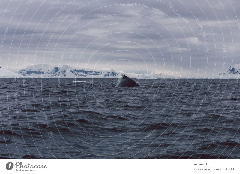 no fish! Environment Nature Landscape Snowcapped peak Ocean Arctic Ocean Antarctica Antarctic Peninsula Antarctic Sea Whale Humpback whale Mammal 1 Animal Cold