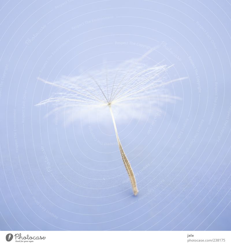 pappus Plant Blossom Seed Dandelion Soft White Light blue Easy Fine Delicate Colour photo Exterior shot Deserted Copy Space right Copy Space top