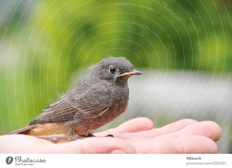 Young redstart sits on a woman's hand in the garden Animal Expectation Considerate Idyll Life Joie de vivre (Vitality) Brave Optimism Perspective Risk Survive