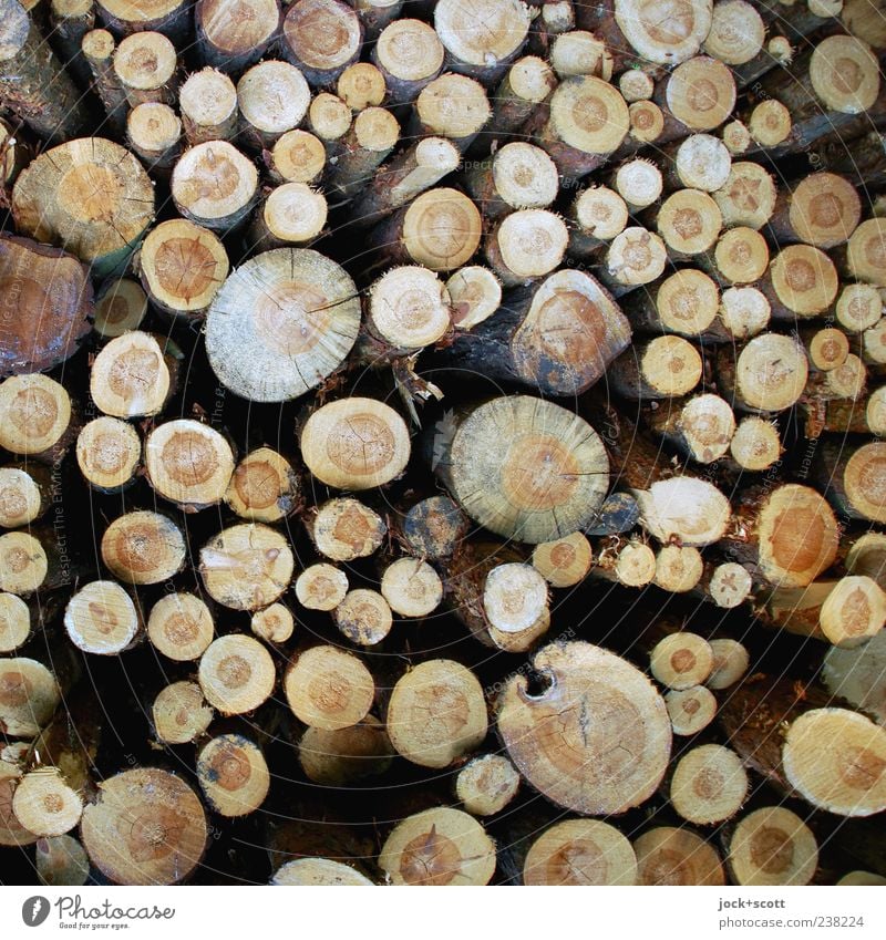 Raw wood with different resistance Tree Collection Wood Arrangement Stack Tree trunk Raw materials and fuels Wood grain Part Nature Column Structures and shapes