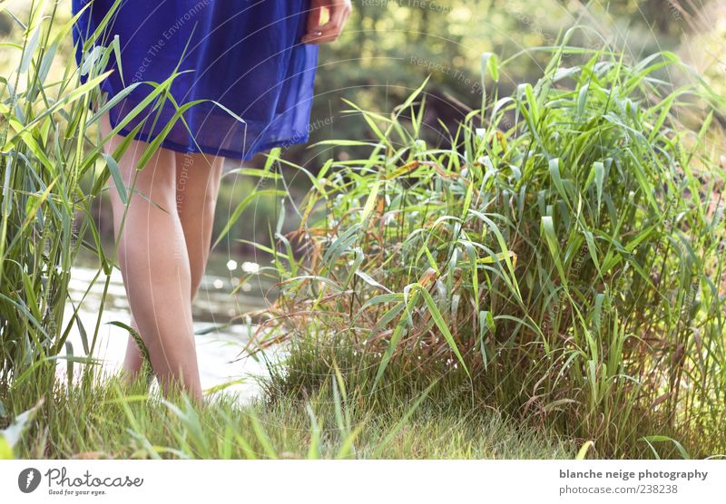 blau machen Feminine Young woman Youth (Young adults) Woman Adults Legs 1 Human being 18 - 30 years Water Sun Summer Grass Bushes Wild plant River bank Dress