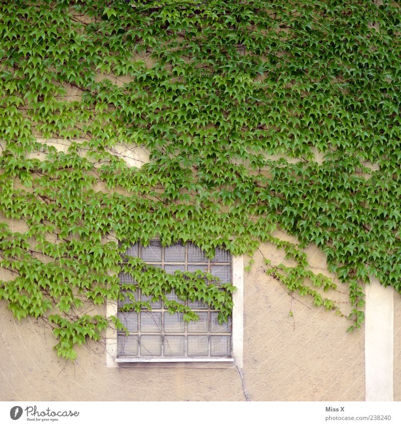 ivy Plant Bushes Ivy Leaf House (Residential Structure) Wall (barrier) Wall (building) Window Growth Green Tendril Colour photo Exterior shot Pattern