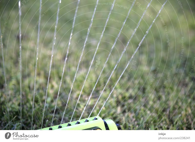 extremely fast focus... ;-) Lawn sprinkler Spring Summer Beautiful weather Drought Grass Meadow Water Wet Blow up Cast Jet of water Colour photo Exterior shot