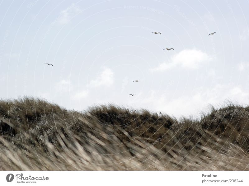 Spiekeroog | Birds about Spiekeroog Environment Nature Landscape Plant Animal Sky Clouds Wind Grass Coast Beach North Sea Island Wild animal Flock Bright