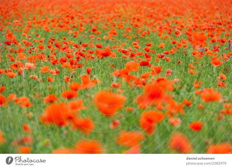 thousands Nature Plant Summer Flower Blossom Poppy field Green Red Colour Transience Colour photo Multicoloured Deserted