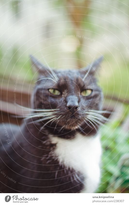 you talking to me? Animal Pet Cat 1 Observe Aggression Brash Cold Crazy Anger Black Emotions Whisker Sunlight Copy Space top Domestic cat Colour photo