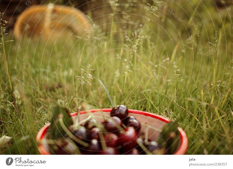 neighbor's garden Food Fruit Cherry Bowl Nature Summer Plant Grass Garden Meadow Delicious Colour photo Exterior shot Deserted Day Picked Lie Copy Space middle