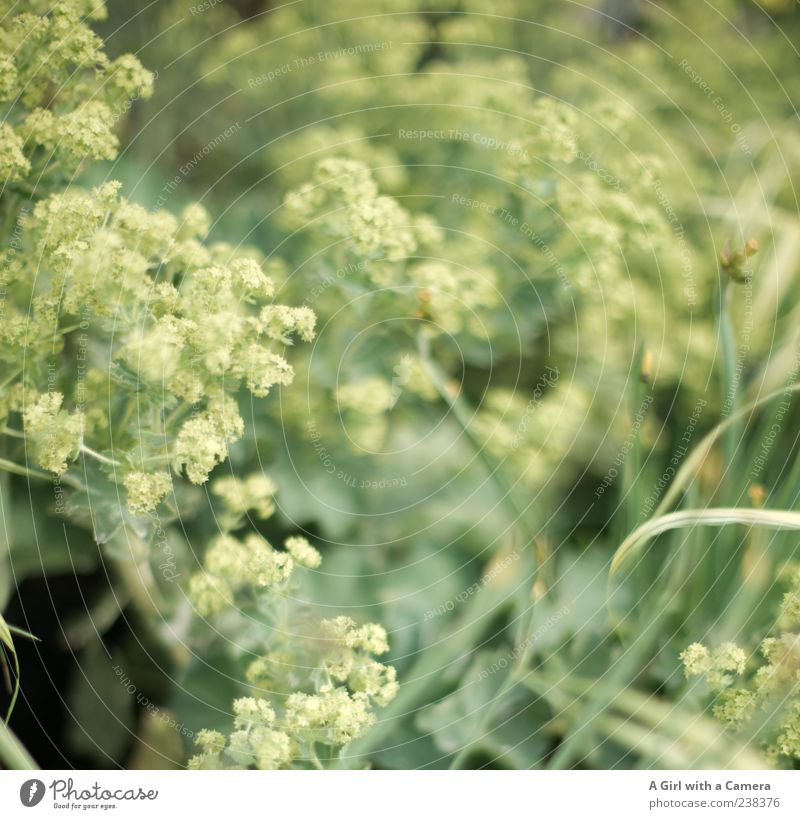 execrate sb./sth. Elegant Style Decoration Nature Plant Spring Flower Grass Blossoming Growth Green Subdued colour Exterior shot Deserted Shallow depth of field