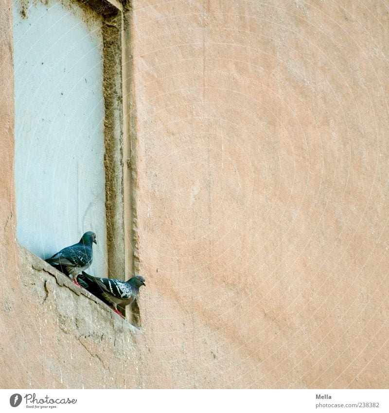 two Building Wall (barrier) Wall (building) Animal Bird Pigeon 2 Sit Old Together Gloomy Windowsill Niche Pair of animals In pairs Colour photo Exterior shot