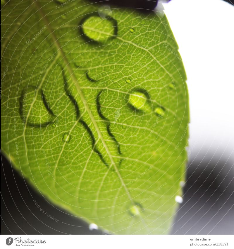 watermark Environment Nature Plant Drops of water Spring Summer Rain Leaf Foliage plant Wet Green Beautiful Structures and shapes Colour photo Exterior shot