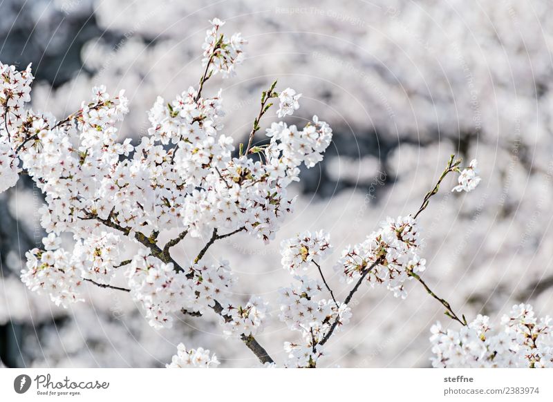 white to white Spring Tree Blossom White Blossoming Bright Pure Innocent Cherry blossom Colour photo Exterior shot