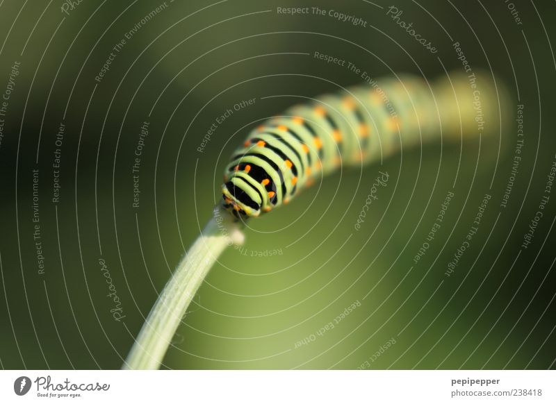 from nowhere Summer Nature Plant Grass Animal Farm animal Animal face 1 Line Stripe Crawl Fat Green Caterpillar Colour photo Exterior shot Close-up Detail