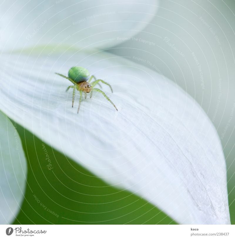 Fie, spider! Environment Nature Plant Blossom Animal Spider 1 Crawl Esthetic Exceptional Bright Small Cute Round Yellow Green White Uniqueness Colour photo
