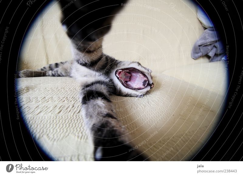1000 big hug Animal Pet Cat Animal face Paw Embrace Colour photo Interior shot Deserted Day Wide angle Fisheye Yawn Round Lie Exceptional Whimsical Muzzle Open