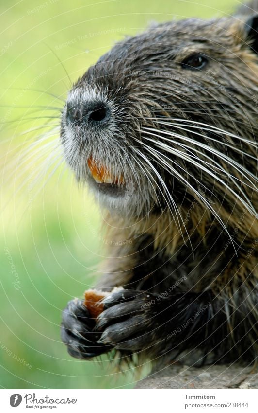 The Bisi Animal Wild animal Animal face Pelt Claw Paw Nutria 1 Cute Smart Happiness Beautiful Musk rat Exceptional Set of teeth Nail Foraging Colour photo
