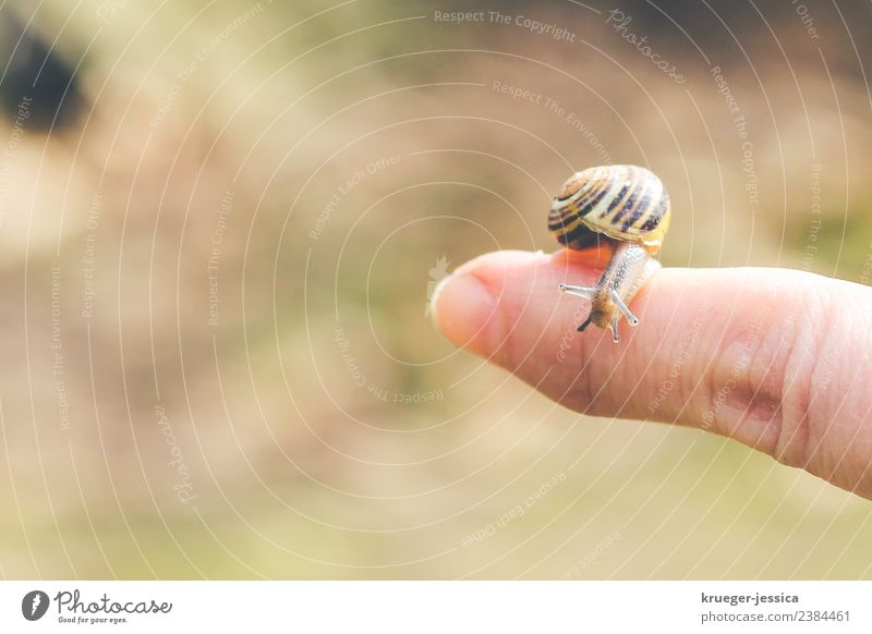 small snail Happy Well-being Contentment Calm Garden Animal Snail 1 Dream Joie de vivre (Vitality) Love of animals Nature Colour photo Subdued colour