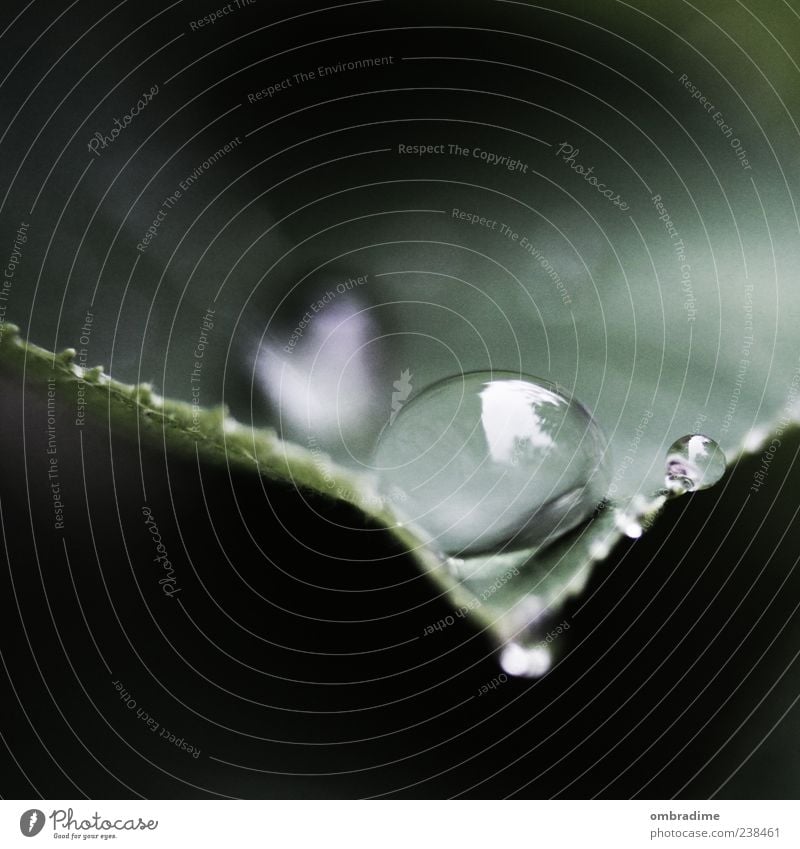 Weightless Environment Nature Plant Water Drops of water Weather Bad weather Thunder and lightning Leaf Foliage plant Green Beautiful Near Rain Colour photo