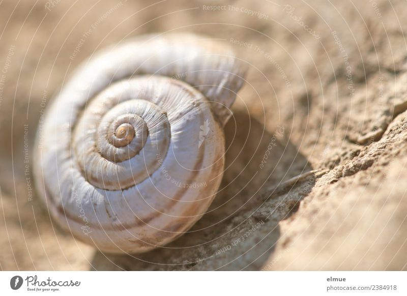 snail shell Nature Snail shell calcareous shell Whorl Spiral @ Old Authentic Historic Round Safety Protection Popular belief Senior citizen Esthetic Bizarre
