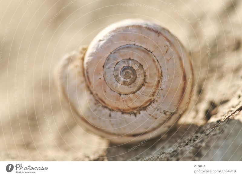 snail shell Snail Snail shell Clockwise Spiral Rotate calcareous shell Packaging Decoration Stone Sign Ornament Line Network Firm Round Romance Beginning