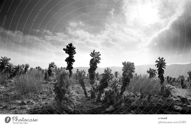 Joshua Ree National Park California Joshua Tree Clouds Moody Back-light USA Black & white photo Landscape Cactus field Sunlight Deserted