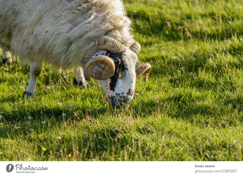 Scottish sheep Face Life Vacation & Travel Tourism Mountain Agriculture Forestry Man Adults Environment Nature Landscape Animal Grass Field Farm animal