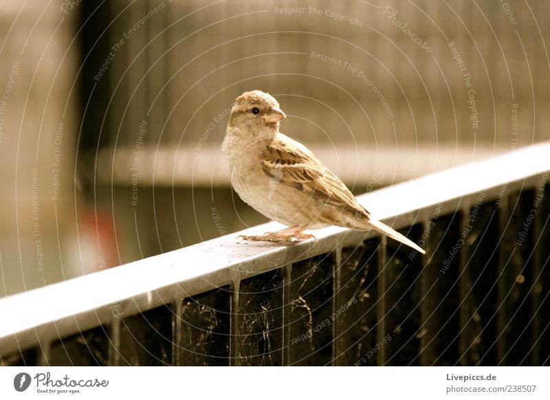 is what? Wild animal Bird 1 Animal Loneliness Freedom Nature Colour photo Exterior shot Detail Evening Forward Handrail Sunlight Copy Space left