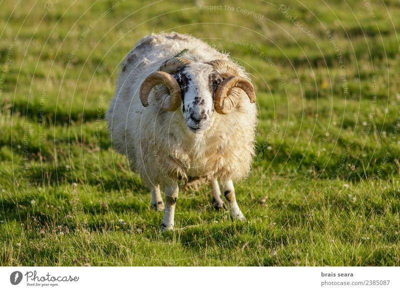 scottish sheep Meat Eating Life Vacation & Travel Tourism Mountain Agriculture Forestry Environment Nature Landscape Animal Grass Field Farm animal Animal face