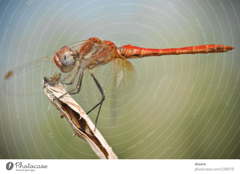 Sympetrum meridionale (male) N°2 Environment Animal Wing Insect Dragonfly Dragonfly wings 1 To feed Sit Colour photo Multicoloured Exterior shot