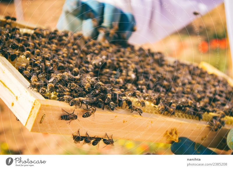 Beekeeper and his bees Food Honey Nutrition Lifestyle Healthy Allergy Work and employment Profession Agriculture Forestry Industry Success Environment Nature